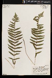 Thelypteris palustris var. pubescens image