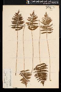 Thelypteris palustris var. pubescens image