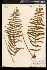 Thelypteris palustris var. pubescens image
