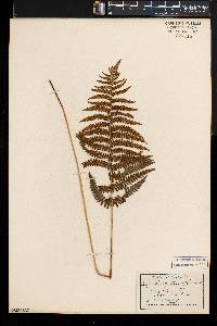 Thelypteris palustris var. pubescens image