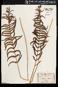 Thelypteris palustris var. pubescens image