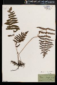 Thelypteris palustris var. pubescens image