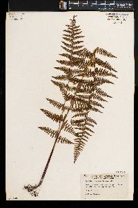 Thelypteris palustris var. pubescens image