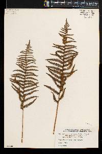 Thelypteris palustris var. pubescens image