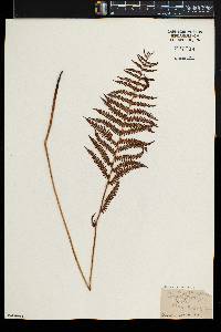Thelypteris palustris var. pubescens image
