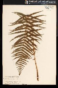 Thelypteris resinifera image