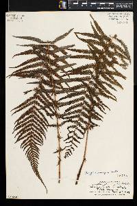 Thelypteris resinifera image