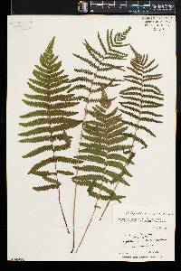 Thelypteris palustris var. pubescens image