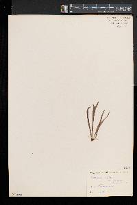 Vittaria rigida image
