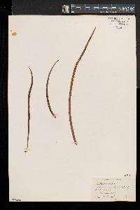 Vittaria rigida image