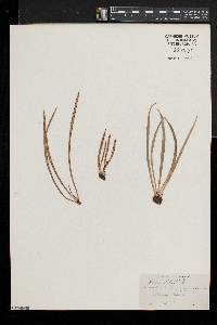 Vittaria rigida image