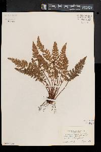 Woodsia ilvensis image