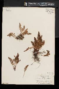 Woodsia ilvensis image