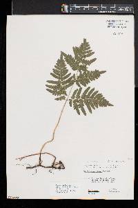 Pteridium aquilinum var. latiusculum image