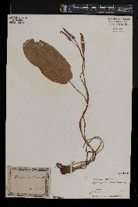 Aponogeton desertorum image