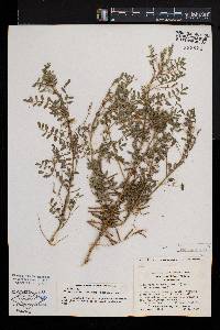 Indigofera colutea image