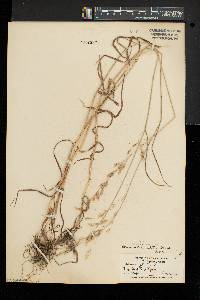 Bromus commutatus image