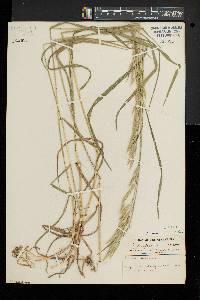 Bromus commutatus image