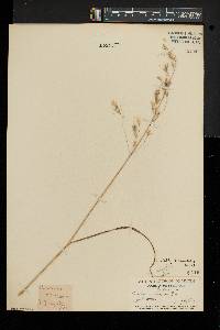 Bromus commutatus image