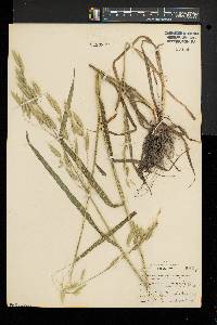 Bromus commutatus image