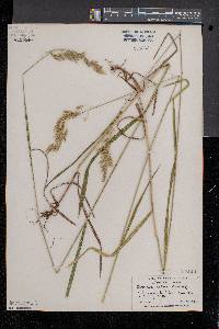 Bromus kalmii image