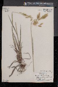 Bromus kalmii image