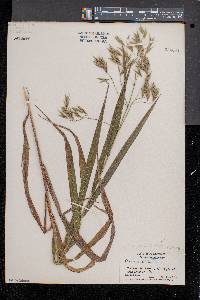 Bromus latiglumis image