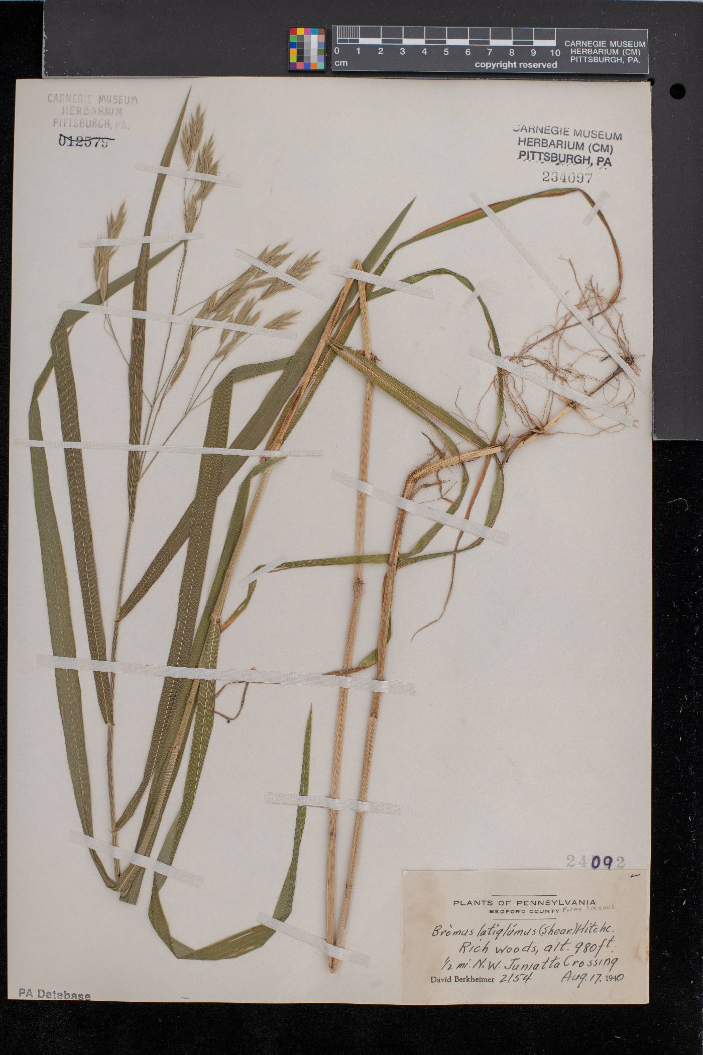 Bromus latiglumis f. incanus image