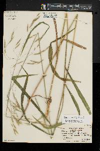 Bromus commutatus image