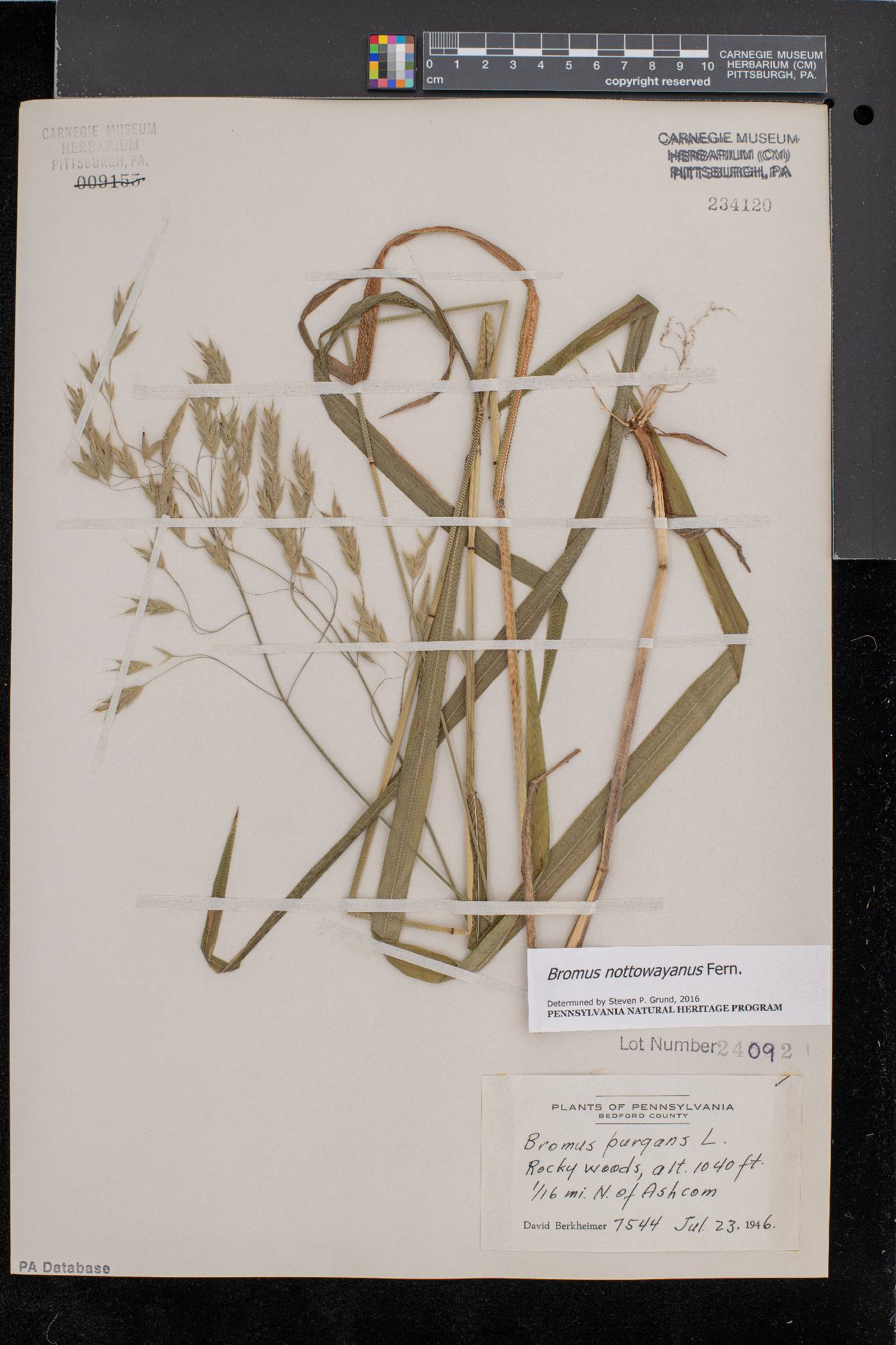 Bromus nottowayanus image