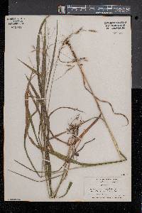 Bromus pubescens image