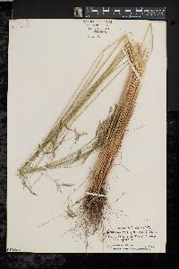 Deschampsia flexuosa image