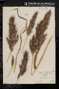 Echinochloa walteri image