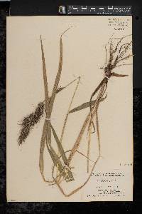 Echinochloa walteri image