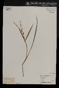 Echinochloa colona image