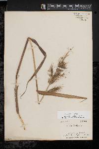 Echinochloa walteri image