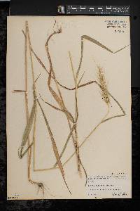 Elymus riparius image