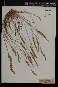 Eragrostis ciliaris image
