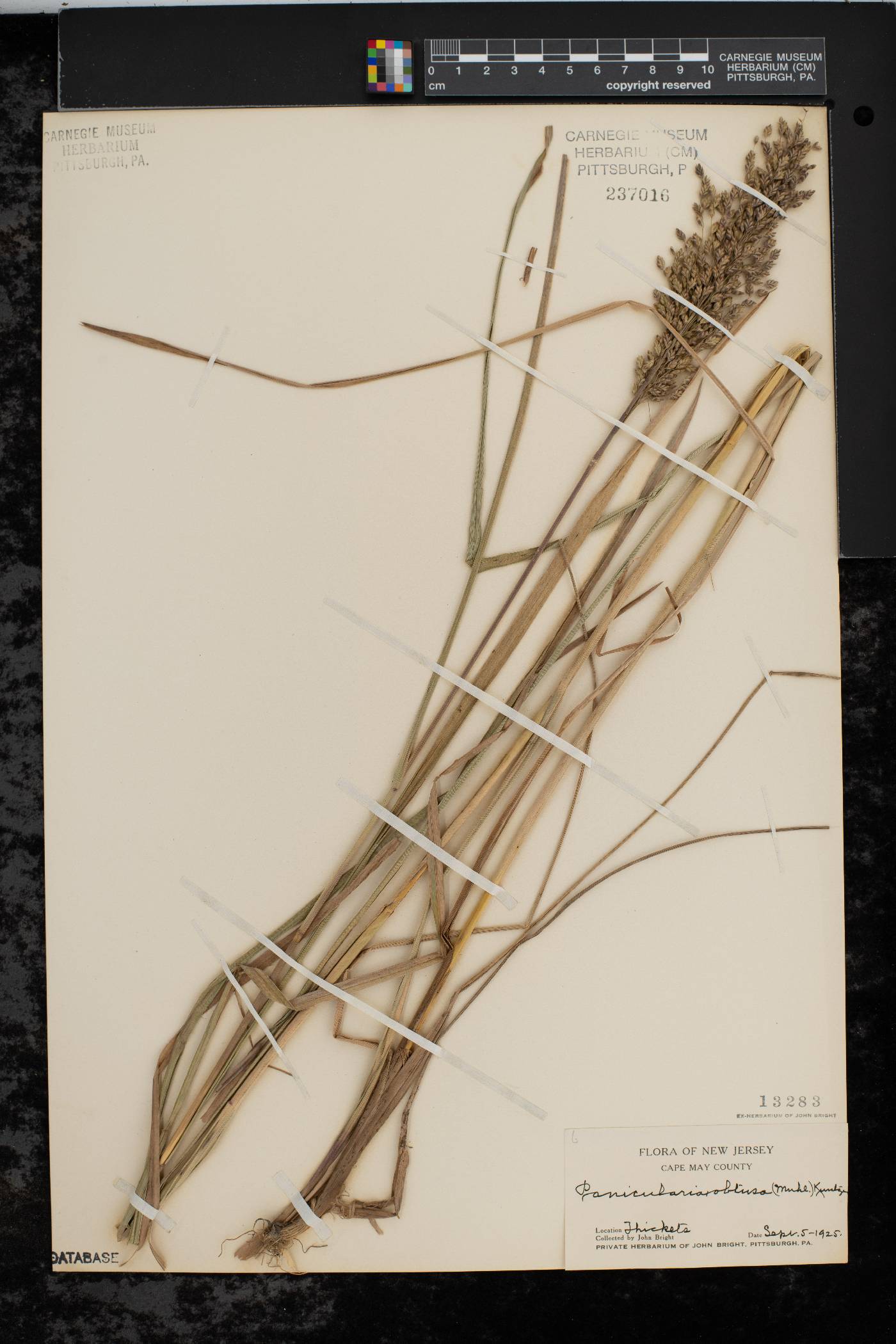 Glyceria obtusa image