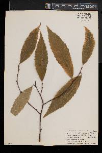 Castanea dentata image