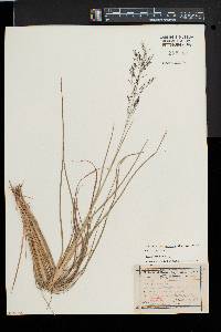 Muhlenbergia torreyana image