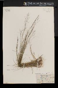 Muhlenbergia uniflora image