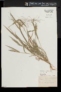 Panicum philadelphicum image