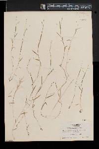 Kellochloa verrucosa image