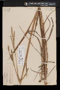 Paspalum floridanum image