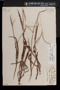 Paspalum setaceum var. muhlenbergii image