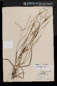 Paspalum setaceum var. muhlenbergii image