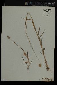 Phalaris brachystachys image