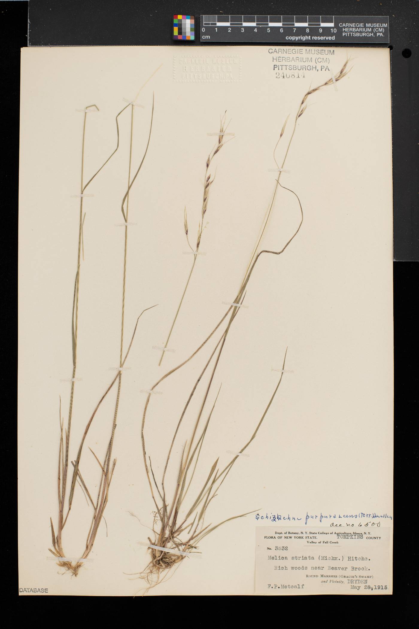 Schizachne purpurascens image