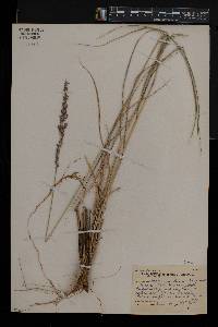 Setaria lindenbergiana image